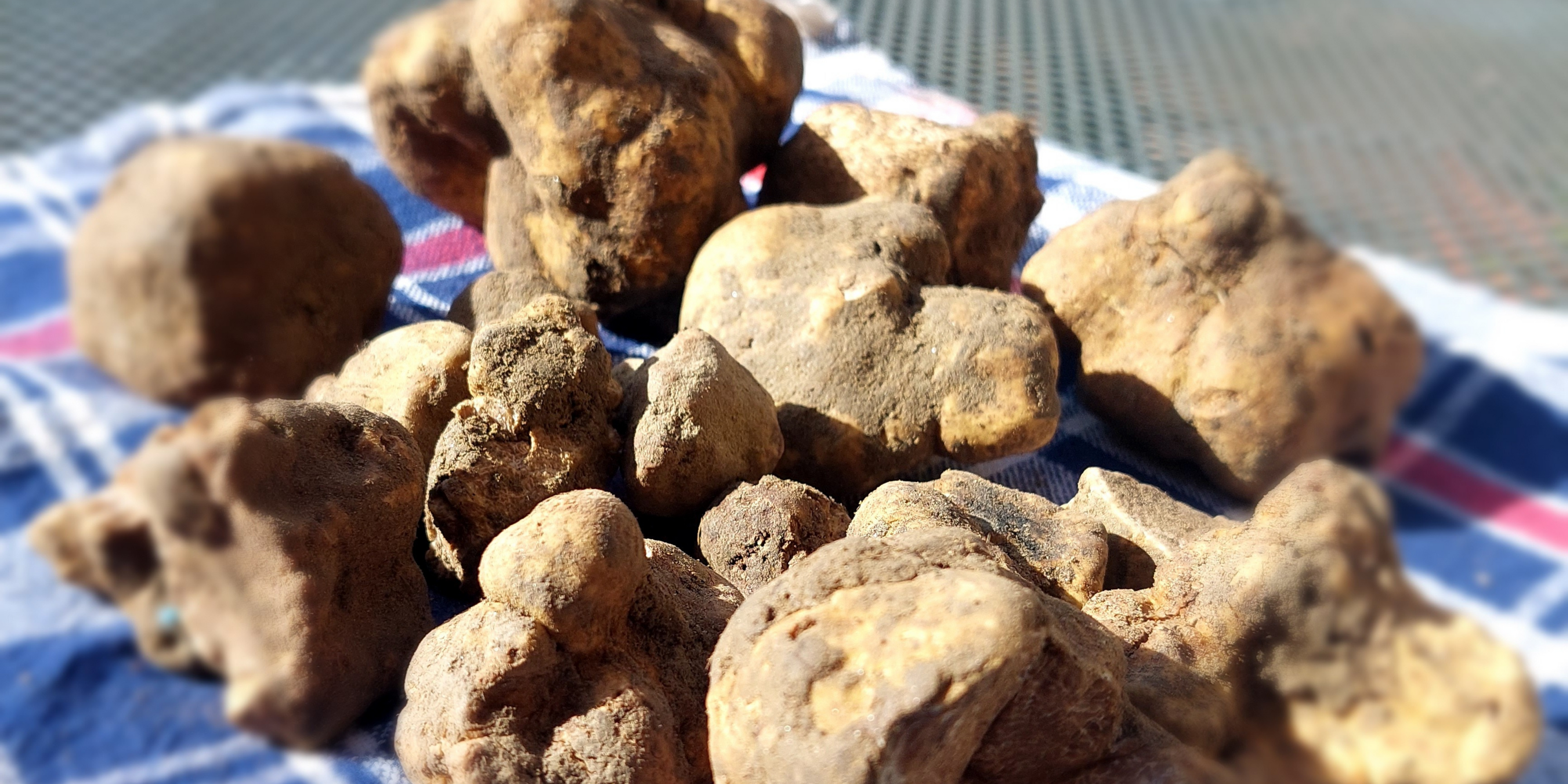 Dal 1 ottobre 2025 siamo operativi ! Tartufo bianco delle crete Senesi 😎