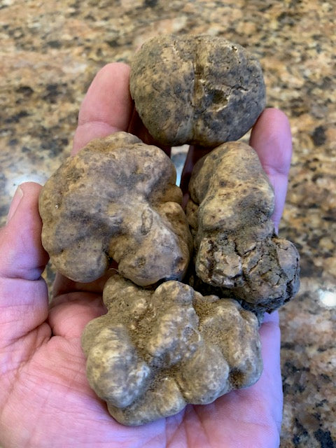 Tuber Magnatum Pico